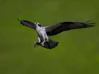 Male Osprey Brings Fish to Nest on Green Background