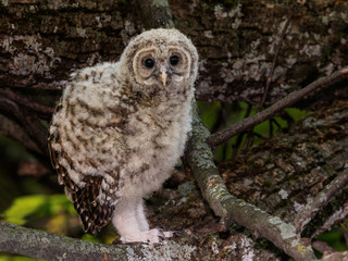 Barred Owl ( Owlet ) Posing in Spring  
