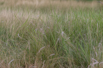 Flowers, grass, flowers, weeds or flower meadows