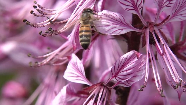 Honigbiene besucht Diptam