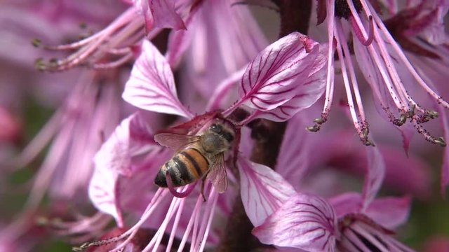 Honigbiene besucht Diptam