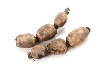 生蓮根