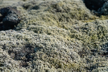 アイスランド　苔