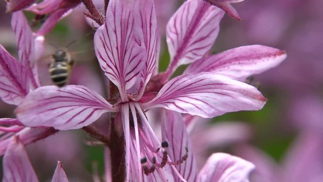 Honigbiene besucht Diptam