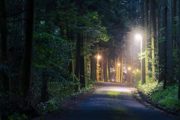 Poster Streetlights illuminate quiet narrow road through forest at night © Osaze