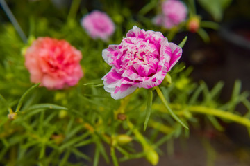 Colorful Portulaca oleracea flower with soft sunlight on green leaf