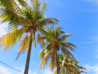 Obraz premium Palm Trees and Coconuts