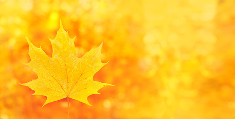 Yellow maple leaf in autumn forest background. beautiful autumn natural landscape. Fall season concept. close up. banner, copy space