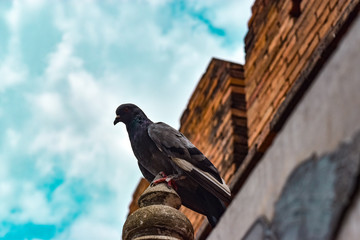 A gray dove on the top of cement pillar in urban