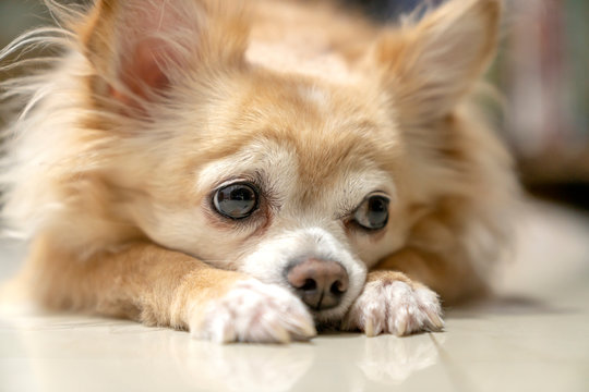 boring brown furry chihuahua dog waiting for wood from owner