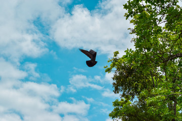 Gray dove flying on blue sky in forest