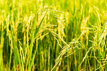 Rice field in local area of Thailand sunny day