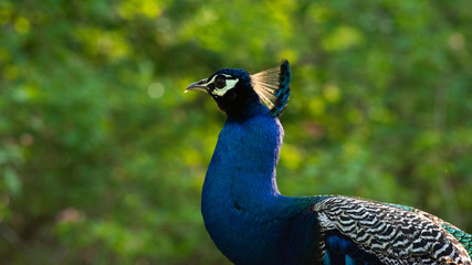 Peafowl from the Nilgiri Biosphere