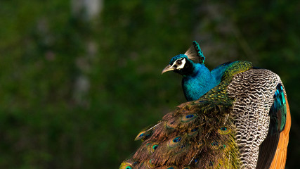 Peafowl from the Nilgiri Biosphere