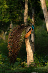 Peafowl from the Nilgiri Biosphere