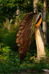 Peafowl from the Nilgiri Biosphere