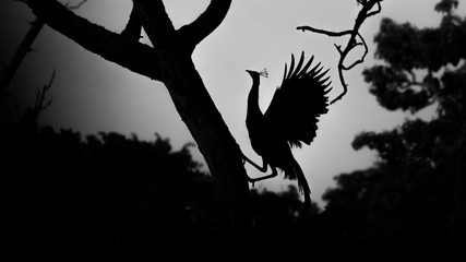 Peafowl from the Nilgiri Biosphere