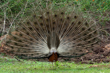 Peafowl from the Nilgiri Biosphere