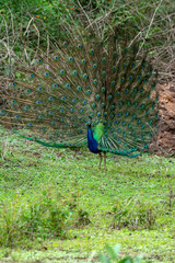 Peafowl from the Nilgiri Biosphere