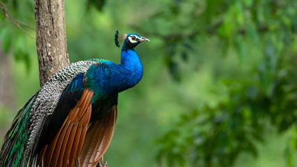 Peafowl from the Nilgiri Biosphere