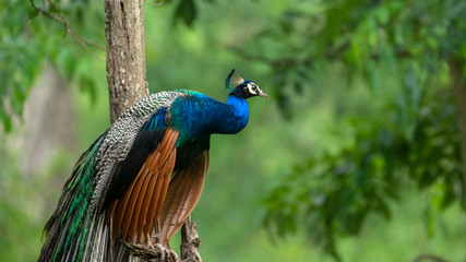 Peafowl from the Nilgiri Biosphere