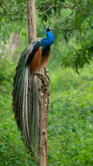 Peafowl from the Nilgiri Biosphere