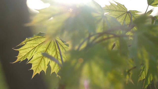 Green maple leaf lit up by soft light of evening sun. Springtime in Ontario, Canada. Center leaf in sharp focus. Shallow DOF. Handheld shot with stabilized camera.