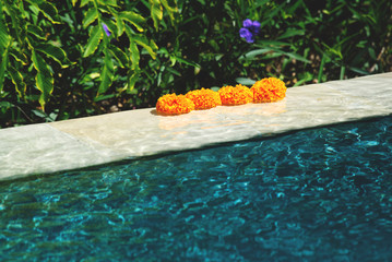 marigold flowers are swimming in a pool