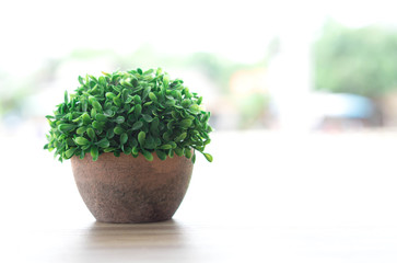 Green small tree in pot on wood table in coffee shop, Decoration concept