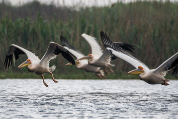 Fototapeta na wymiar Isolated close up of white pelican flock taking off in the rain at the Danube Delta Romania