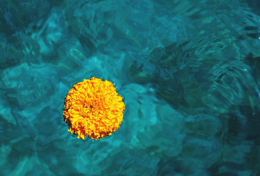 marigold flower is swimming in blue water
