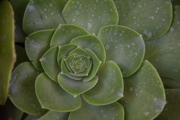 Aeonium Succulent Plants