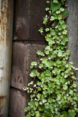 ツタバウンラン・群生・縦構図