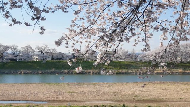 Zooming view of the beautiful sakura (plum,ume flower) flower blossom in spring full-bloom of sakura flower season in daytime- Hanami Flower Viewing season
