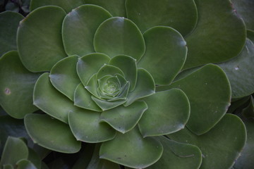Aeonium Succulent Plants