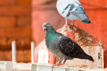 Two pigeon one pigeon looking at the camera.