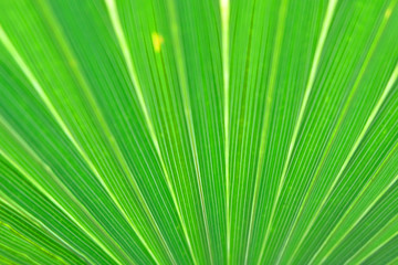 Obraz premium Palm leaf texture background close up