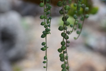 Drought Tolerant Succulent Plant Varities