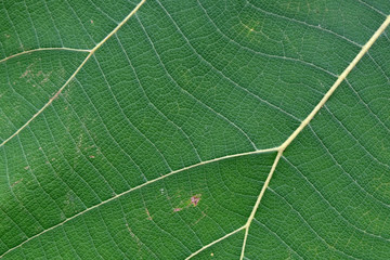 Close Up Of Green Leaf Texture