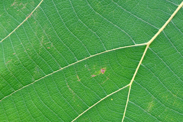 Close Up Of Green Leaf Texture