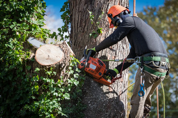 Man in safety harnesses and helmet cuts down large tree sections with chainsaw. - Powered by Adobe