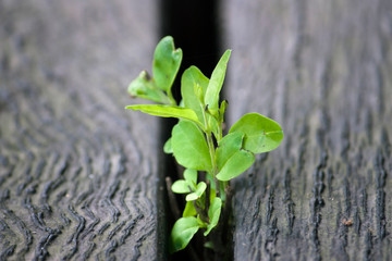 Green seedlings grow in the cracks of the board, tenacious vitality