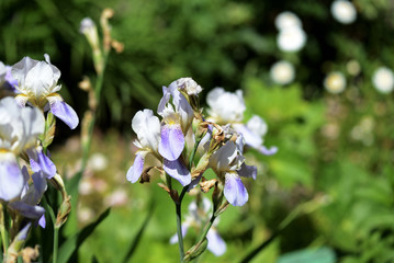 Iris flowers in the garden on a bright sunny day