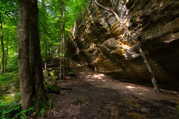 Canyon walls and trees