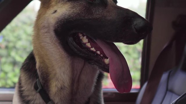 German Shepherd sitting in the car. He is breathing with his tongue stuck out.