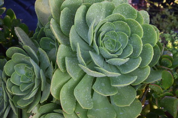 Obraz premium Aeonium Succulents