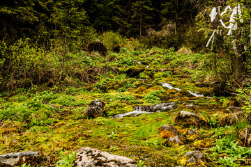 Beautiful spring landscape in Altai 