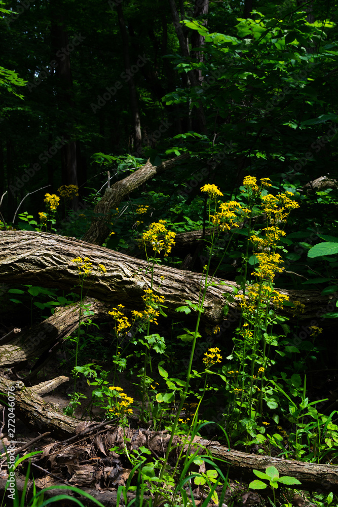 Wall mural spring wildflowers