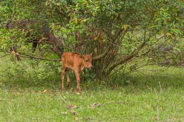 On the grass field in the wild, a young cow is about to leave the shade.