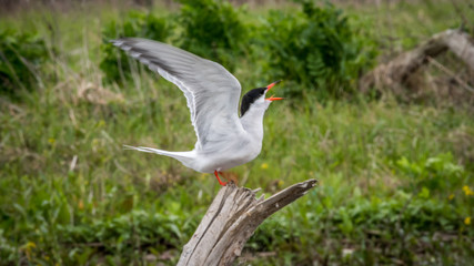 Fototapeta premium Close up isolated common tern seagull in the wild- Danube Delta Romania